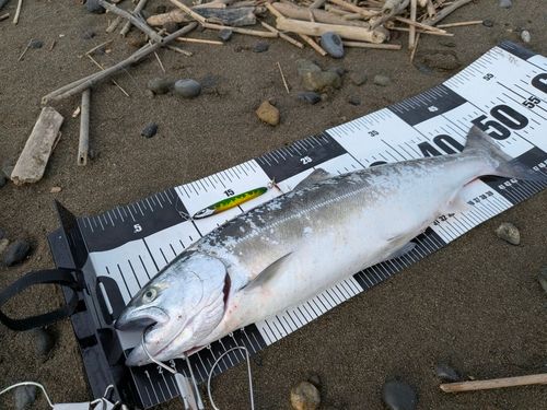 サクラマスの釣果