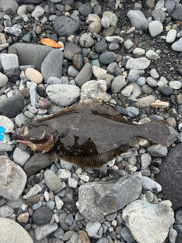 ヒラメの釣果