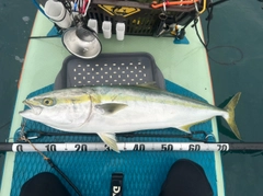 ブリの釣果