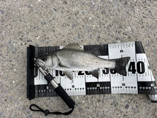 セイゴ（ヒラスズキ）の釣果
