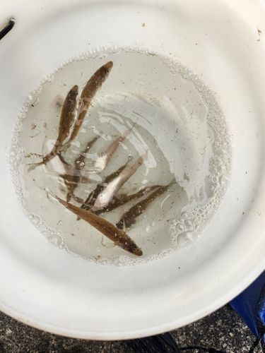 キスの釣果
