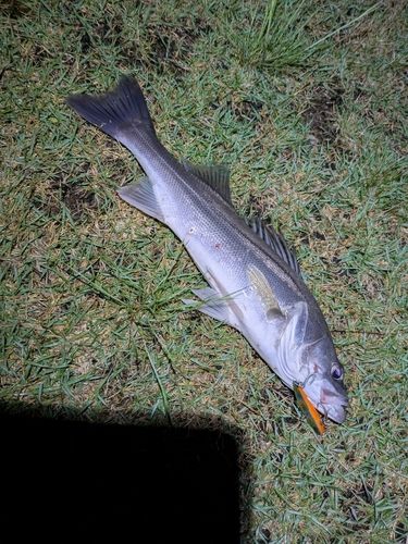 セイゴ（マルスズキ）の釣果