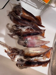 スルメイカの釣果