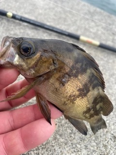 メバルの釣果