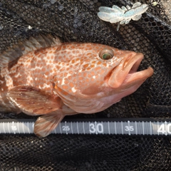 キジハタの釣果