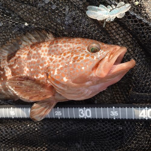 キジハタの釣果