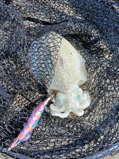 シリヤケイカの釣果