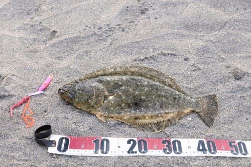 ヒラメの釣果
