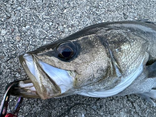 スズキの釣果