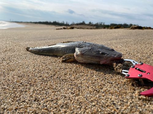 マゴチの釣果
