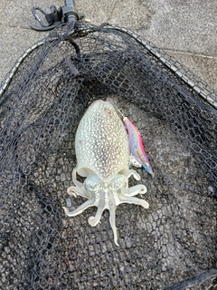 シリヤケイカの釣果
