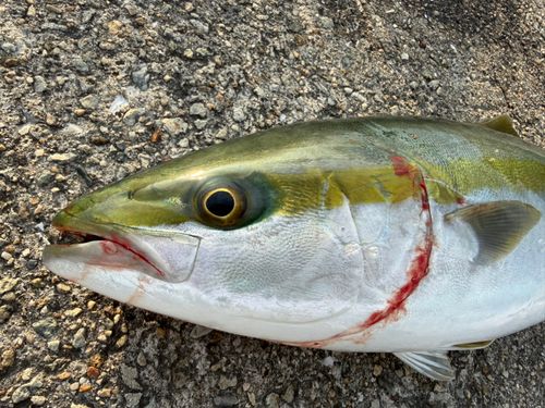 ハマチの釣果