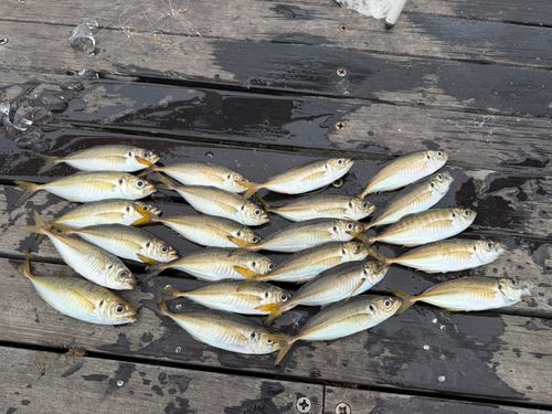 アジの釣果