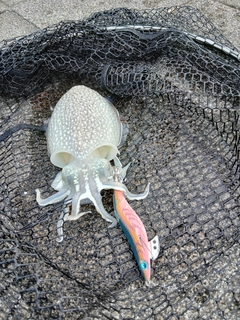 シリヤケイカの釣果