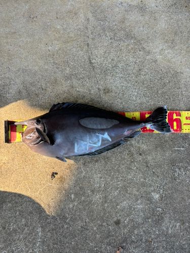 チヌマンの釣果