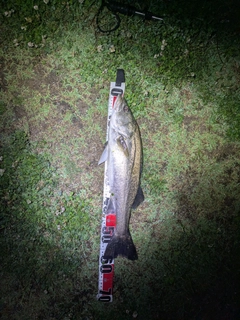 フッコ（マルスズキ）の釣果