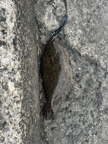 ヒラメの釣果
