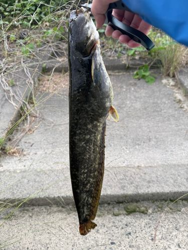 ナマズの釣果
