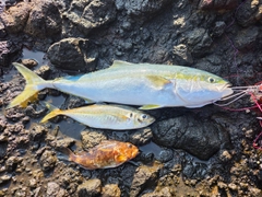 ワラサの釣果