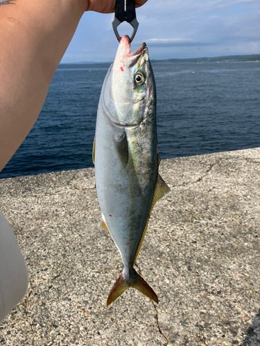 イナダの釣果