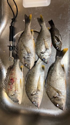 キビレの釣果