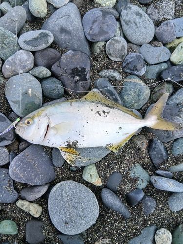 ショゴの釣果