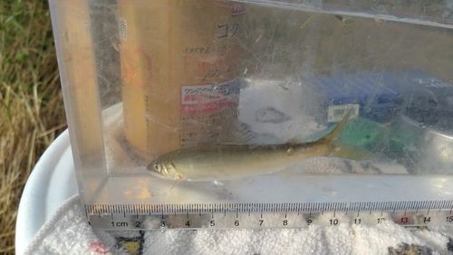 アユの釣果