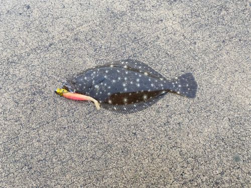 ヒラメの釣果