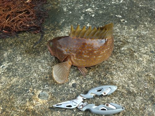キジハタの釣果