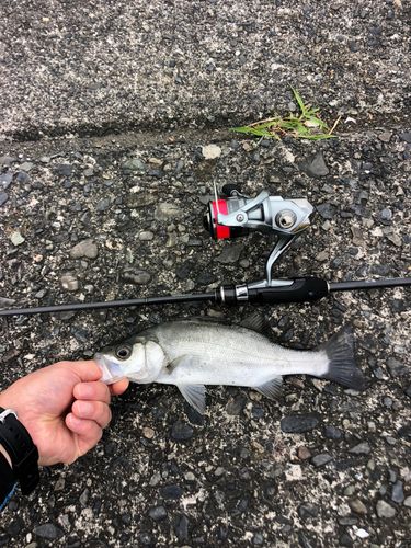 セイゴ（ヒラスズキ）の釣果