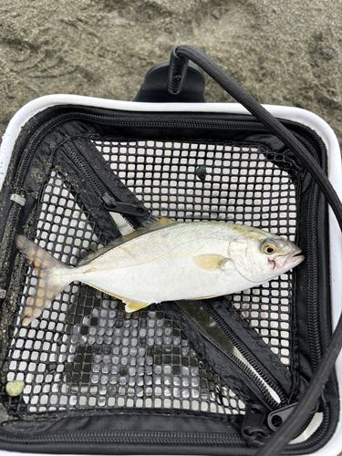 シオの釣果
