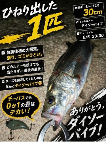 シーバスの釣果