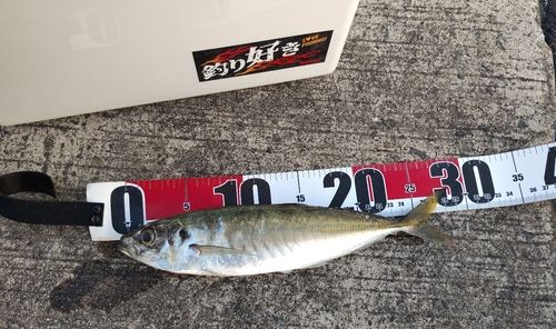 マルアジの釣果