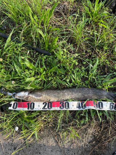 ナマズの釣果
