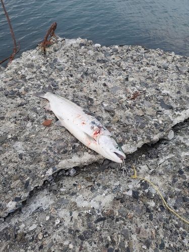 サクラマスの釣果