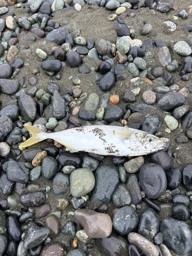 ワカシの釣果
