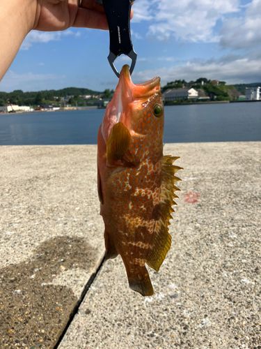 キジハタの釣果