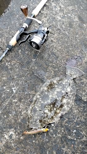 ヒラメの釣果