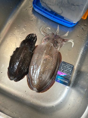 コウイカの釣果
