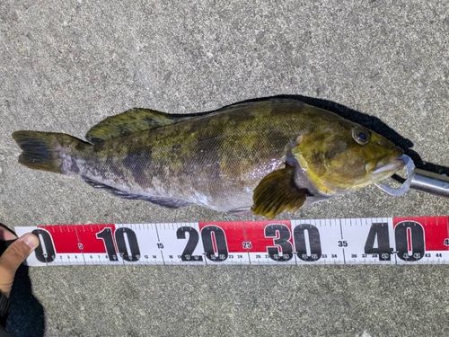アイナメの釣果