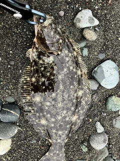 ヒラメの釣果
