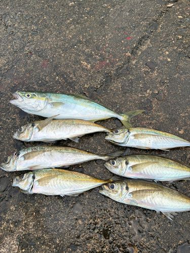 アジの釣果