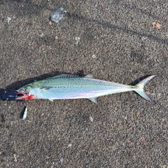 サゴシの釣果