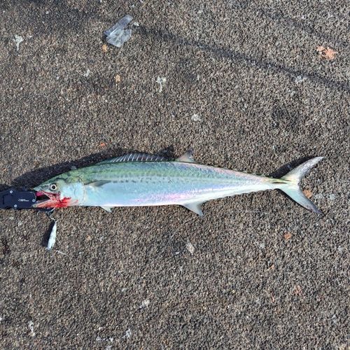 サゴシの釣果