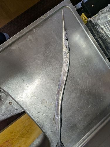 ダツの釣果