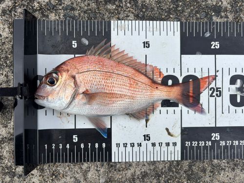 マダイの釣果