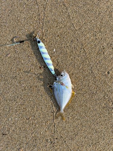 ヒイラギの釣果