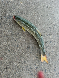 アメマスの釣果