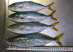 ワカシの釣果