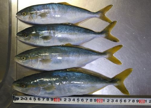 ワカシの釣果